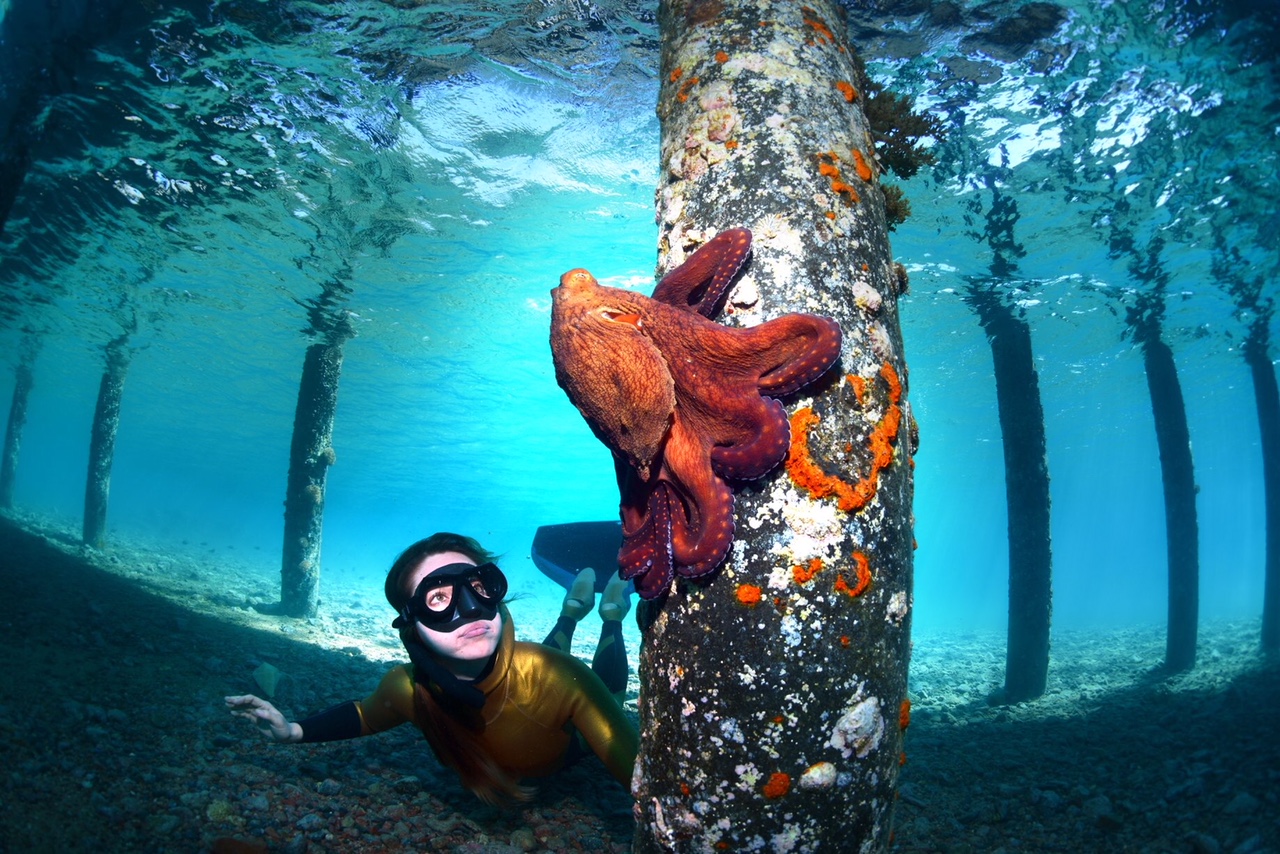 Padi Open Water Diver Certification v1 3