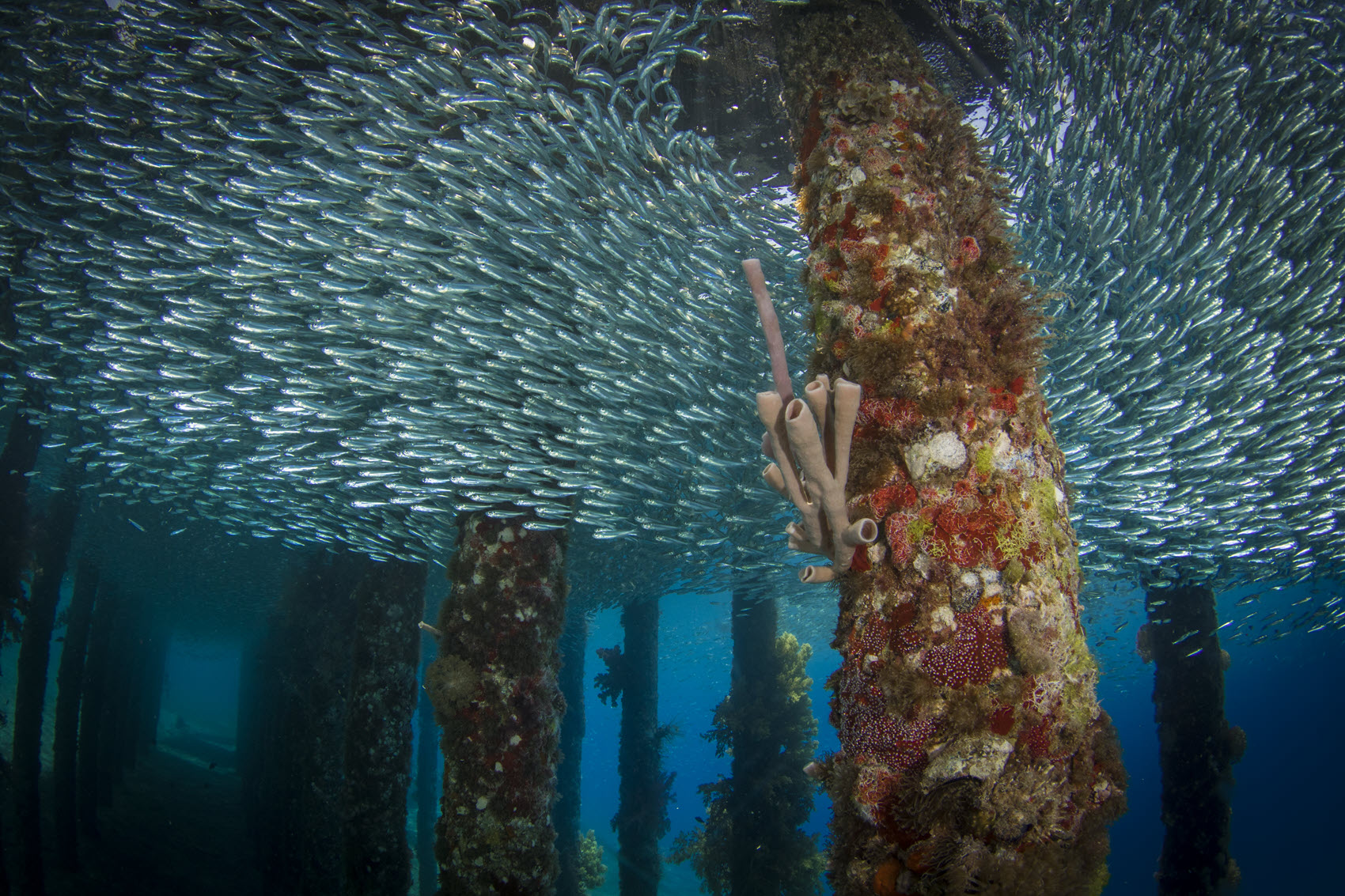 Padi Open Water Diver Certification v1 5